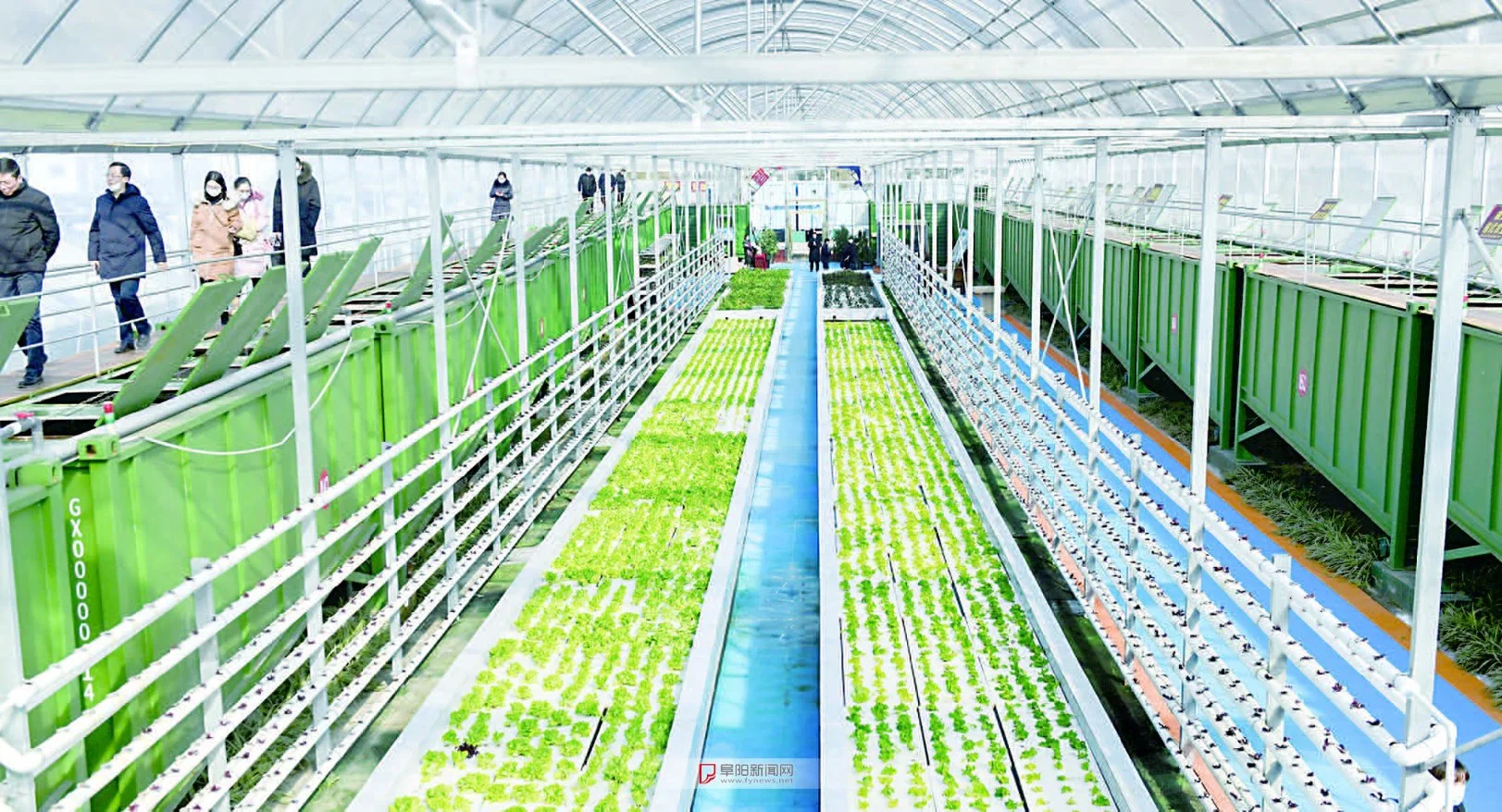 Balsa flotante hidroponica premium para cultivo de verduras