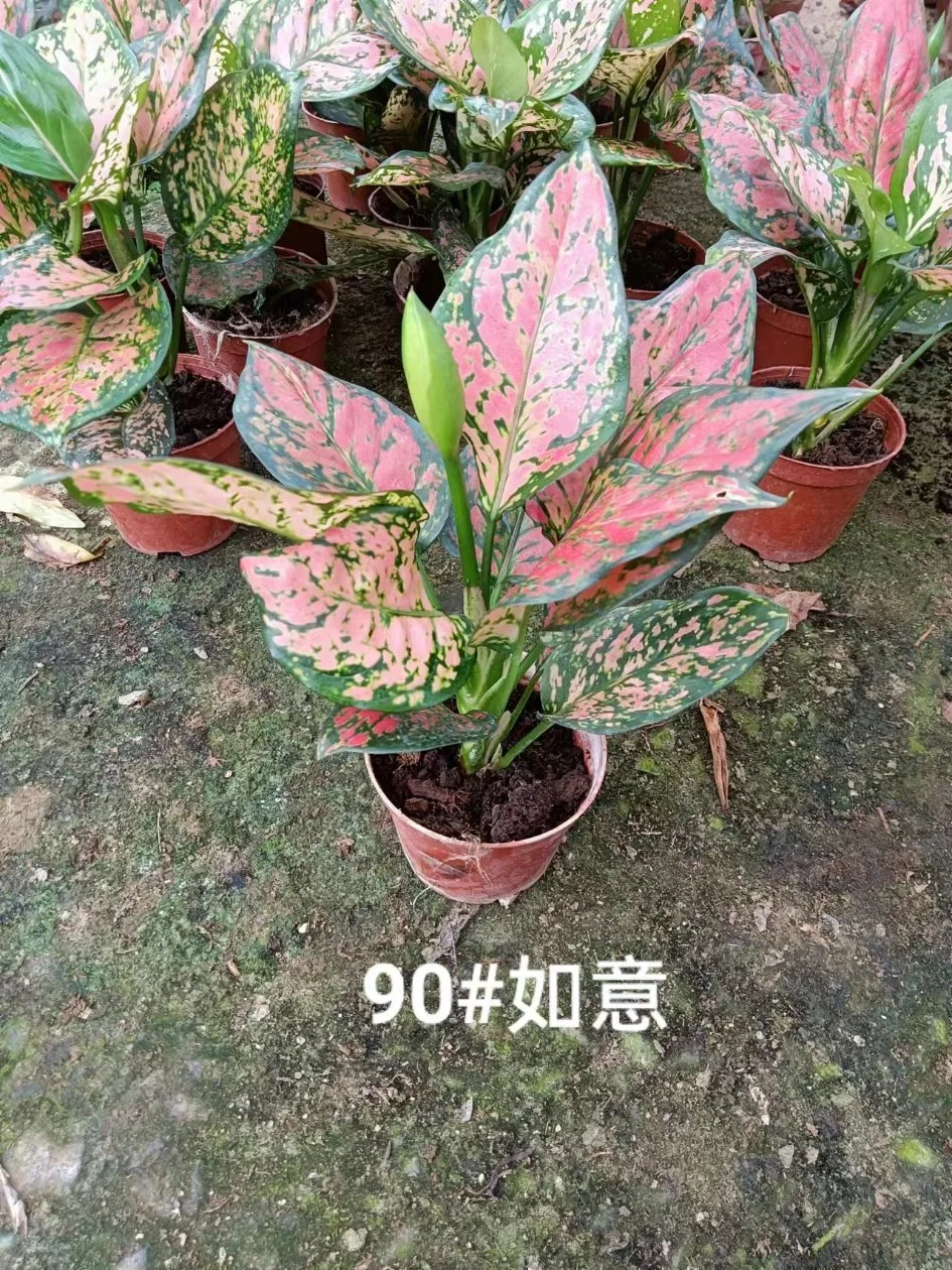 Beautiful Philodendron Birkin Calathea, Aglaonema, Anthuriums, Spathiphyllum Flower Plants for Home Decoration