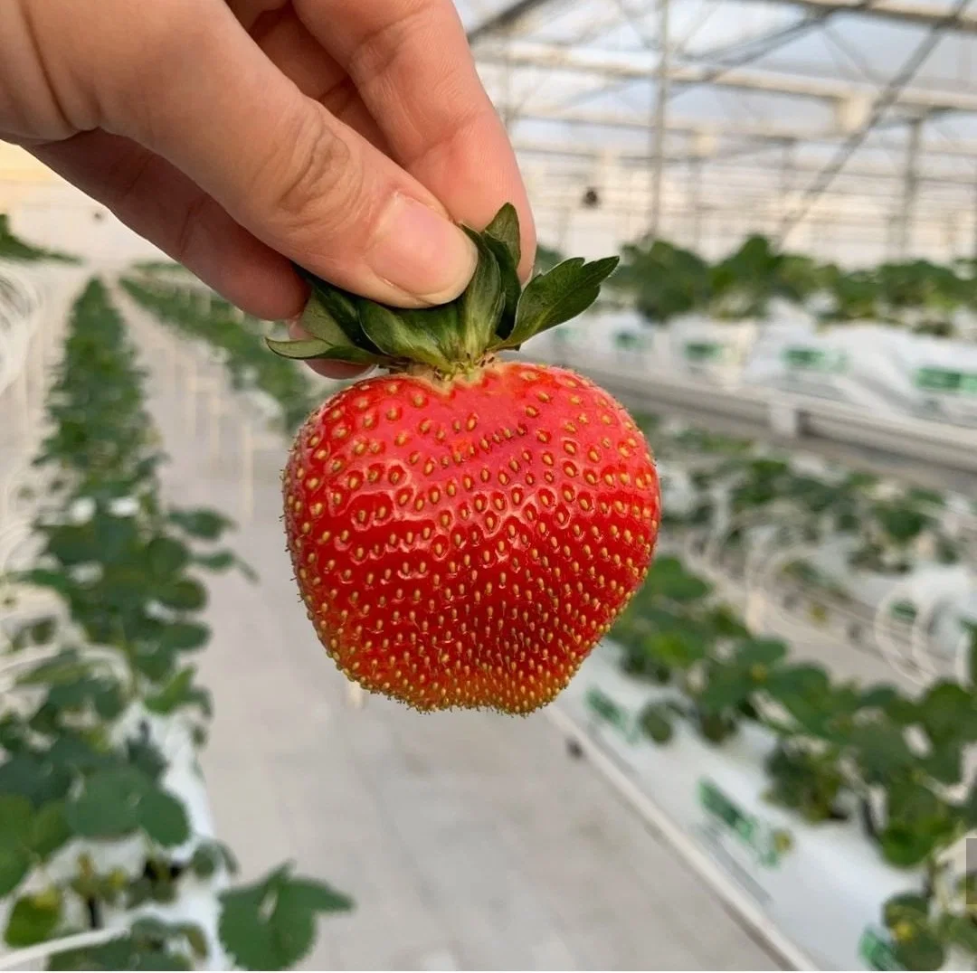 Vertical PVC Strawberry Gutter Vegetable Grow System for Hydroponics Greenhouse