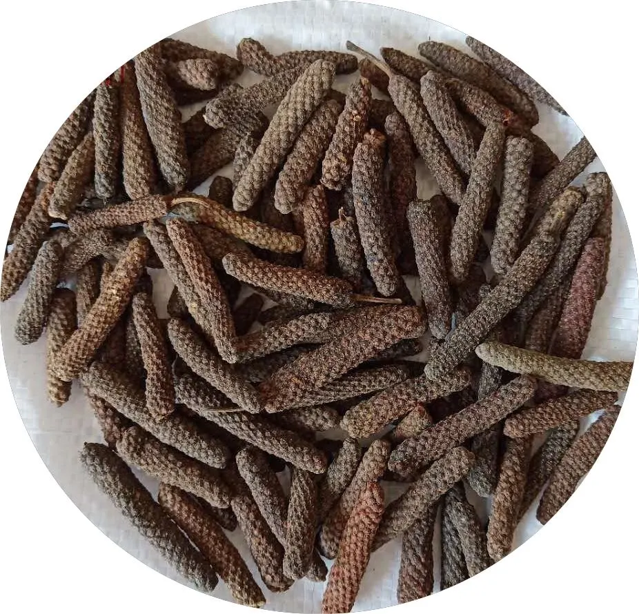 Piper Longum (fruit-spike) Plant Extract Prepared Traditional Chinese Herbal Medicine Warm Interior