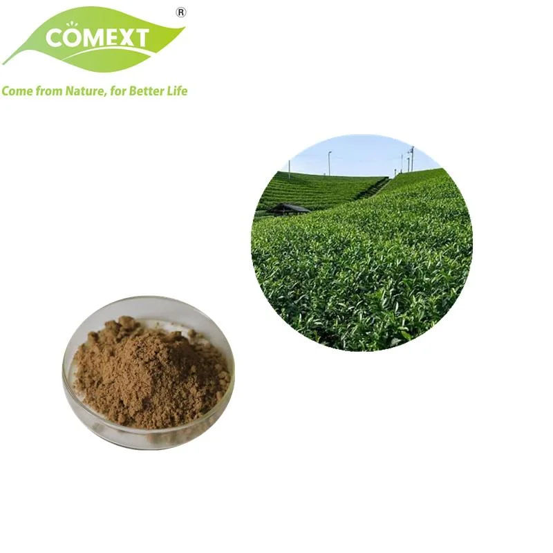 Comext High Quality Gholesale Price 45% EGCG 75% Catechin Green مسحوق الشاي المستخرج من الشاي لمادة التغذية