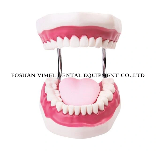 Dental Teeth Models 6X Used for Teaching Study and Hospital Dentist Material