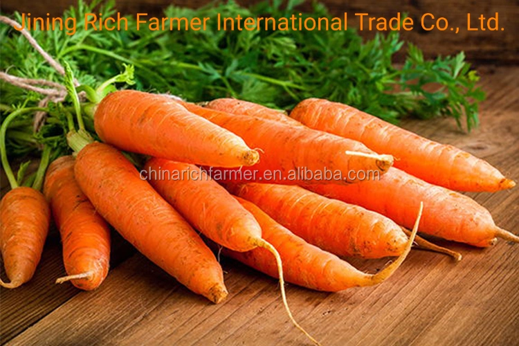 Großhändler frische Karotte in günstigen Karotten Preis