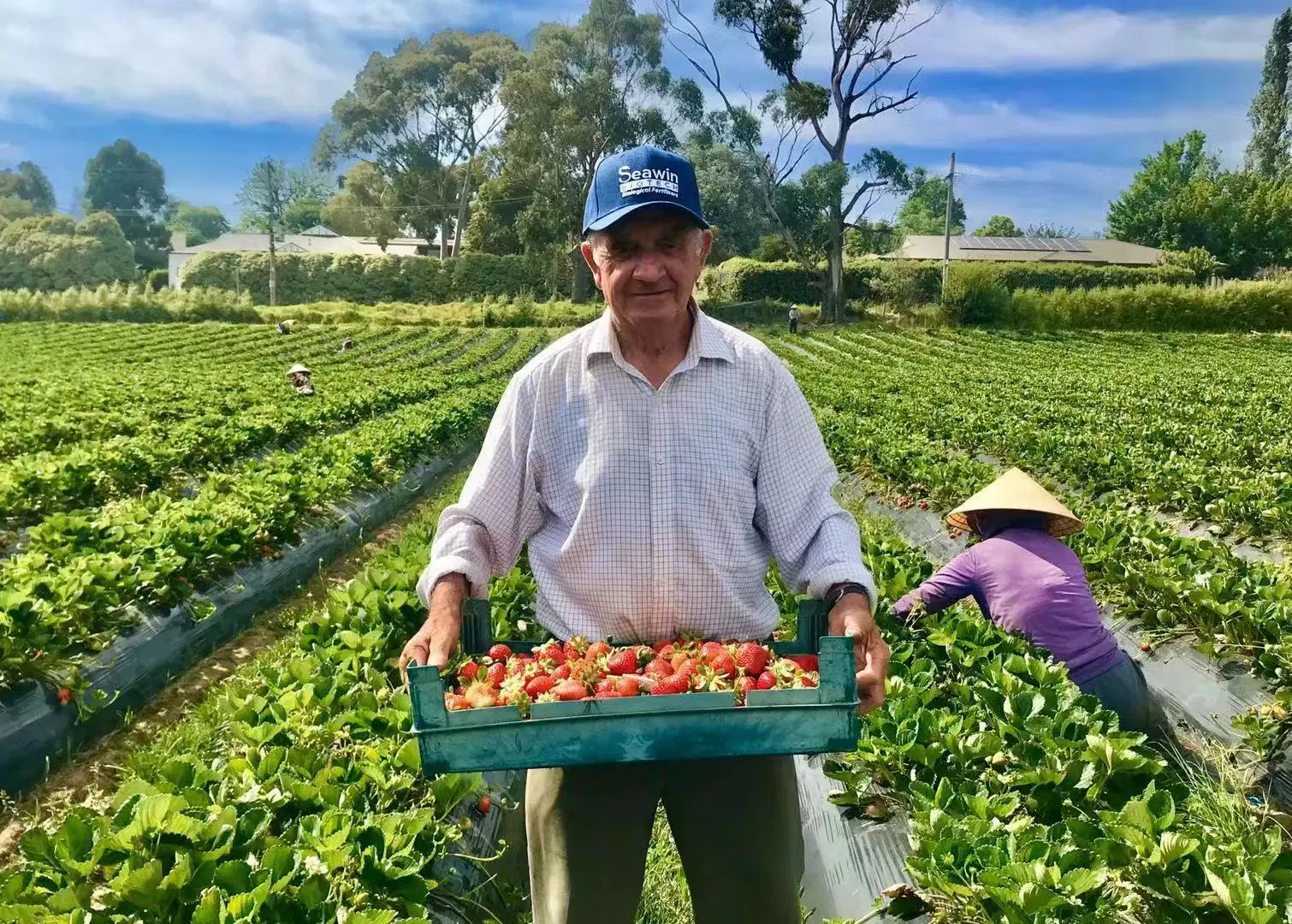 Seaha fertilizantes orgánicos fertilizantes líquidos ácidos húmicos fertilizantes orgánicos