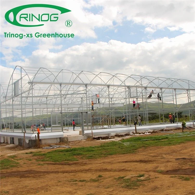 New Design Multi-span Cultivation Hydroponics System Film Greenhouse with Strong Structure for Agriculture From China