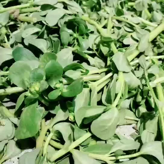 MA Chi Xian Herbal чай Portulaca Oleracea Горячая Продажа сухой Трава Парслан