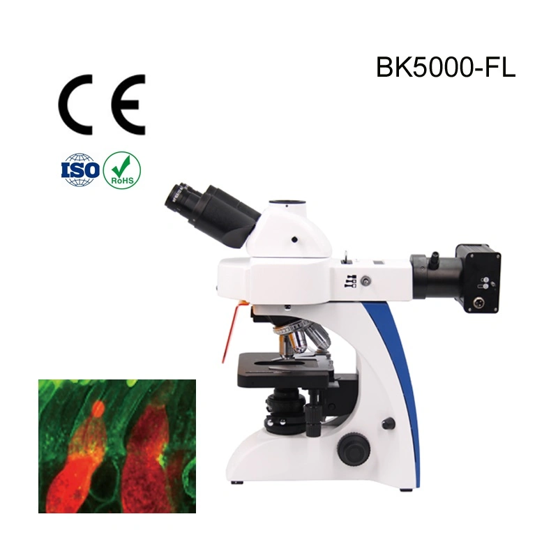 Adjustable Standspecular Fluorescence Microscope Supplier for Acrobat Microscope Stand