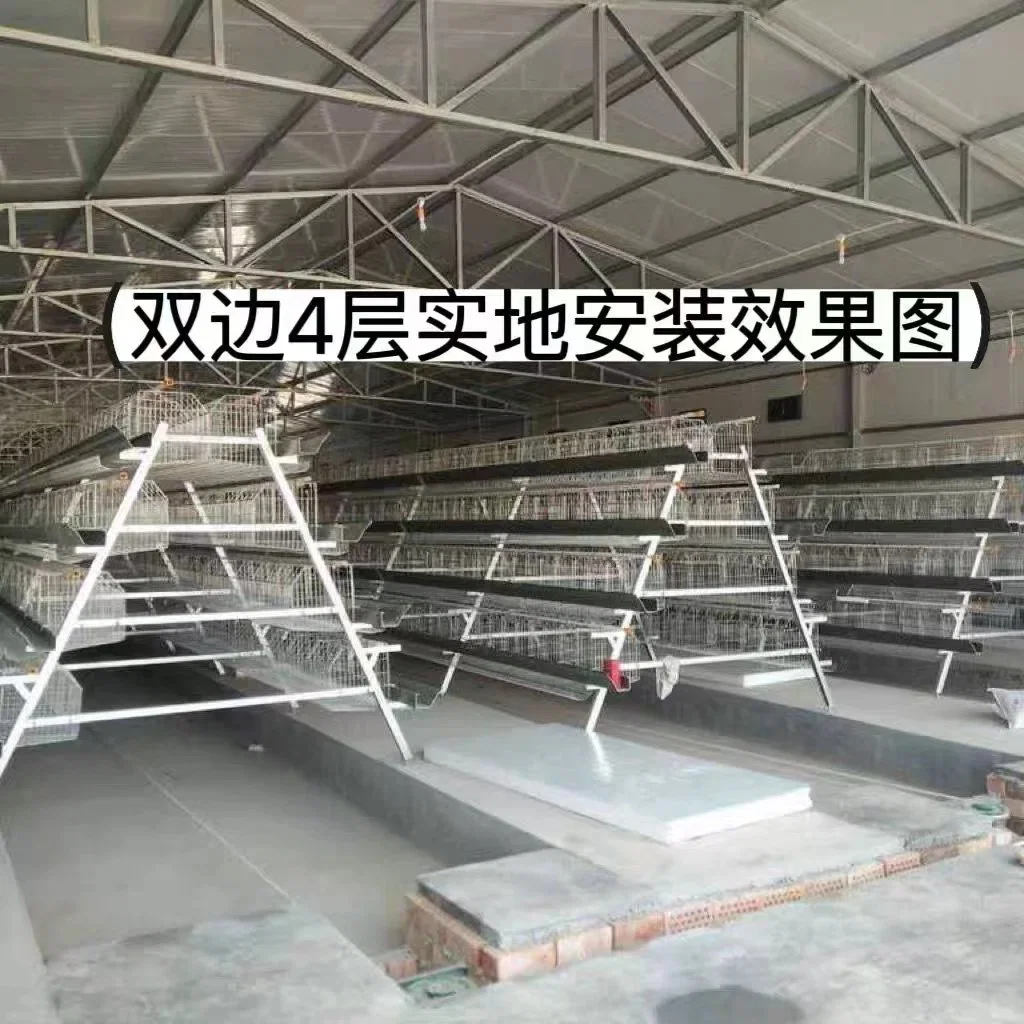 Poultry Farming Chicken House Egg Collection a Style Layer Cage for Sale