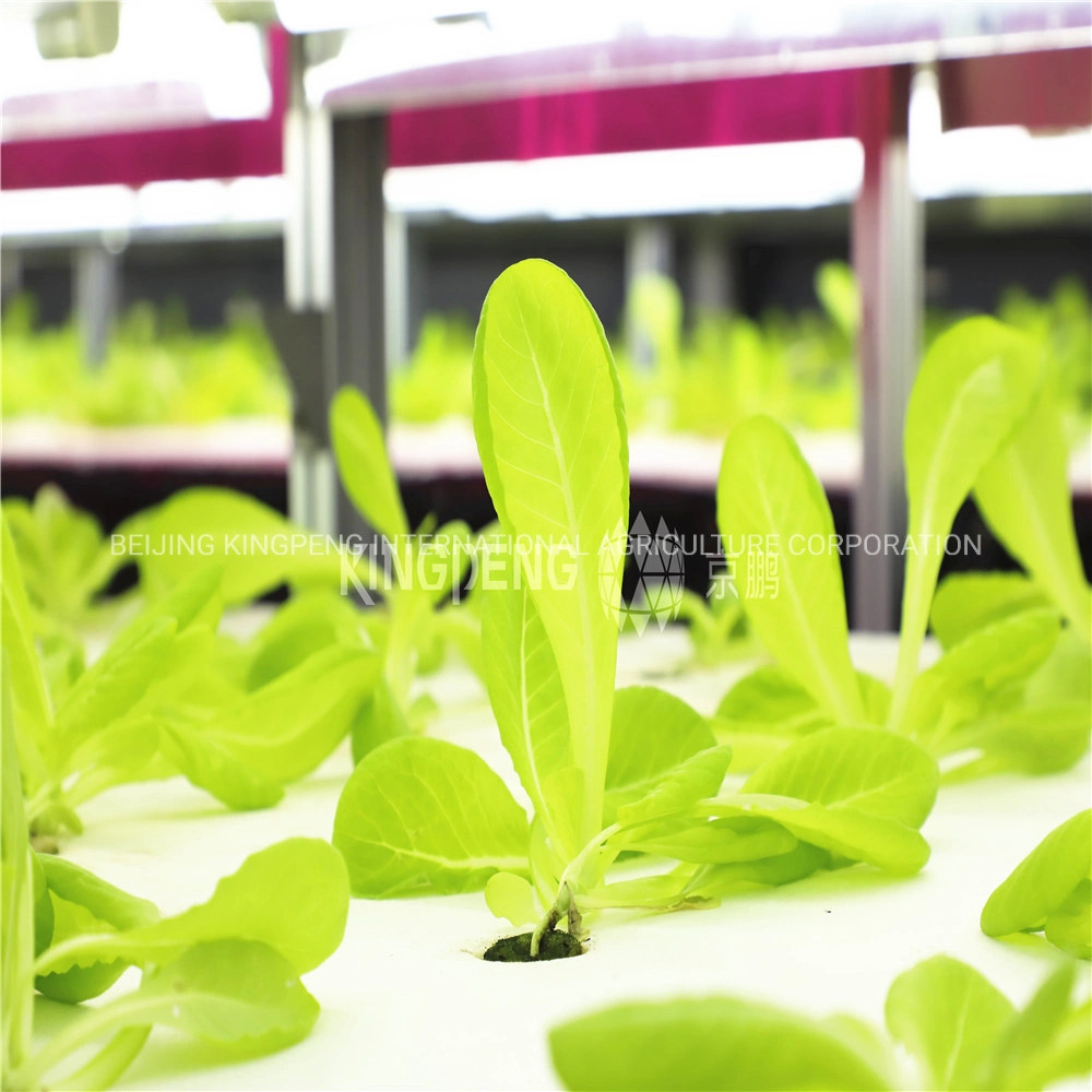 Hydroponic Multi-Layer System for Vegetables\Leaf Vegetable