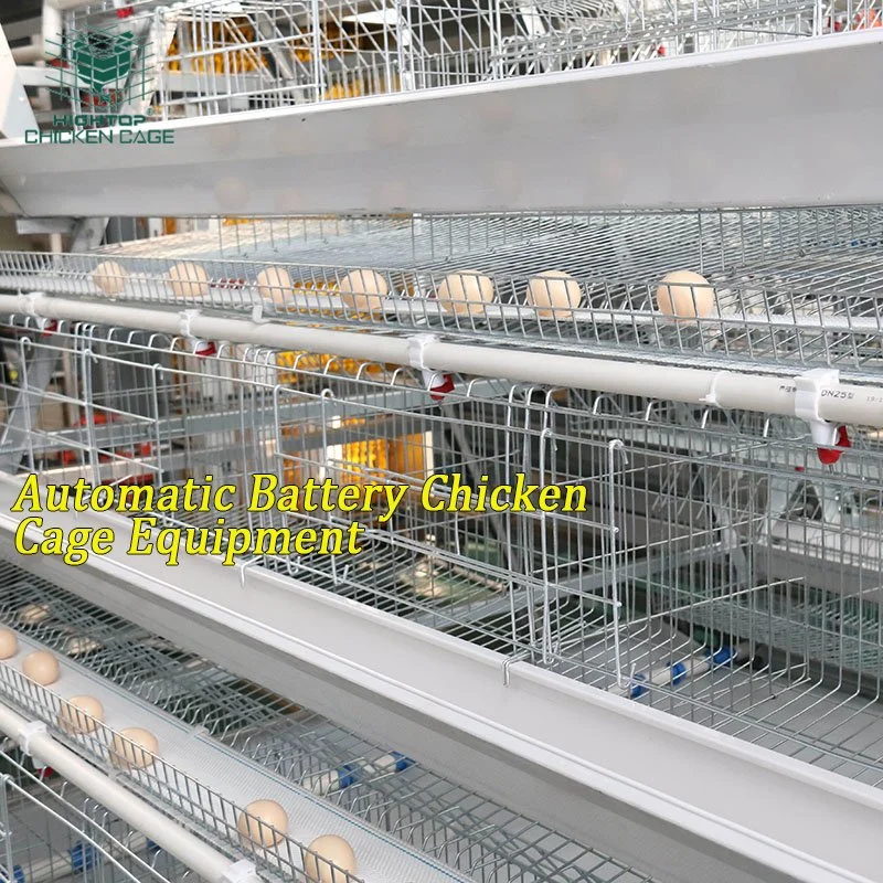 Automated Poultry Farm Equipment A Type Layer Chicken Cage with Automatic Feeding System