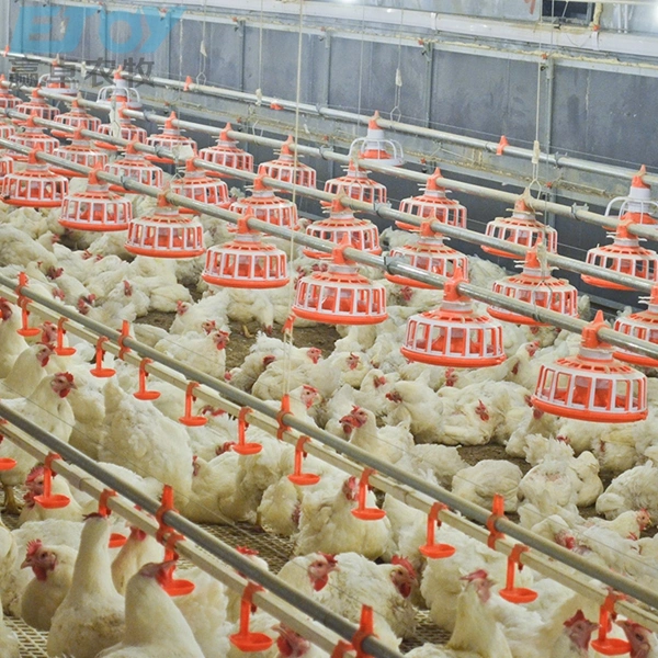 Système d'alimentation automatique pour élevage de volailles, équipement de ferme pour poulailler.