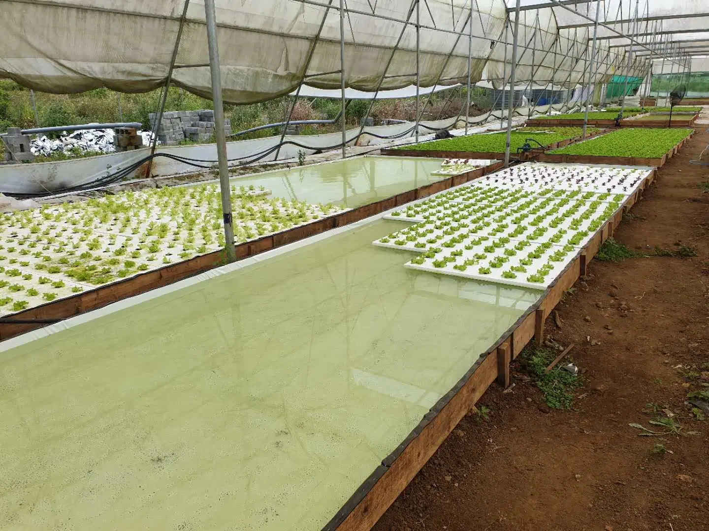 Système Aquaponic les cultures légumières de culture aquaponique radeau flottant