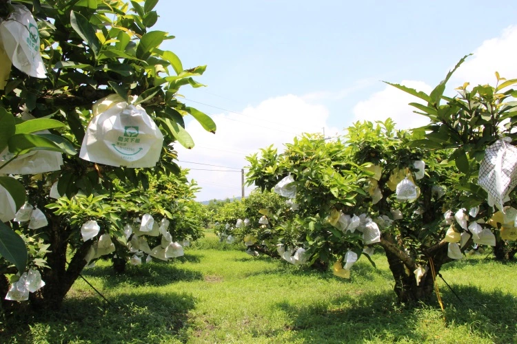 Hersteller nicht selektives Glyphosat 95% TC Herbizid für Weed Control