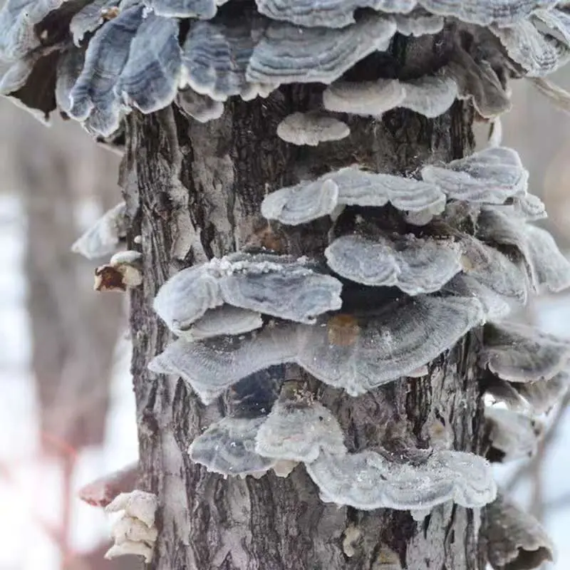 High quality/High cost performance  Affordable Mushrooms Product Dried Coriolus Mushroom in Bulk