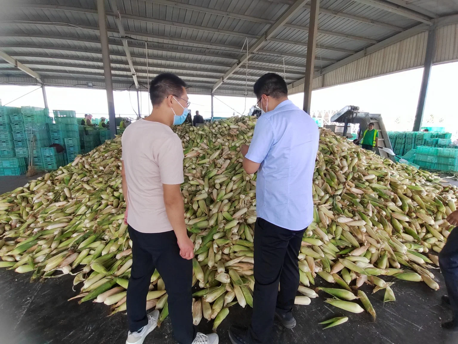 Vacuum Packaging Yellow Sweet Corn