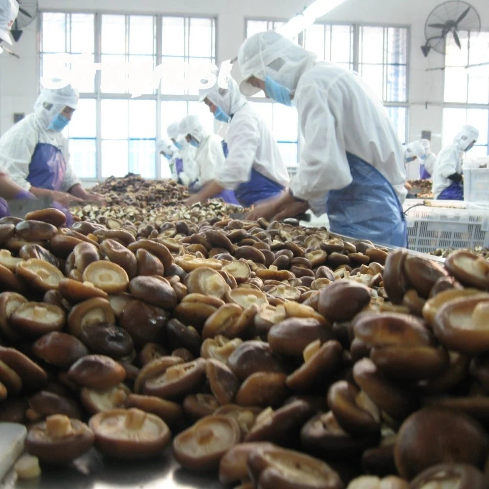 Premium IQF Frozen Sliced Shiitake Mushrooms: Reliable Manufacturer and Wholesale/Supplier Supplier of IQF Shiitake Mushroom Slices