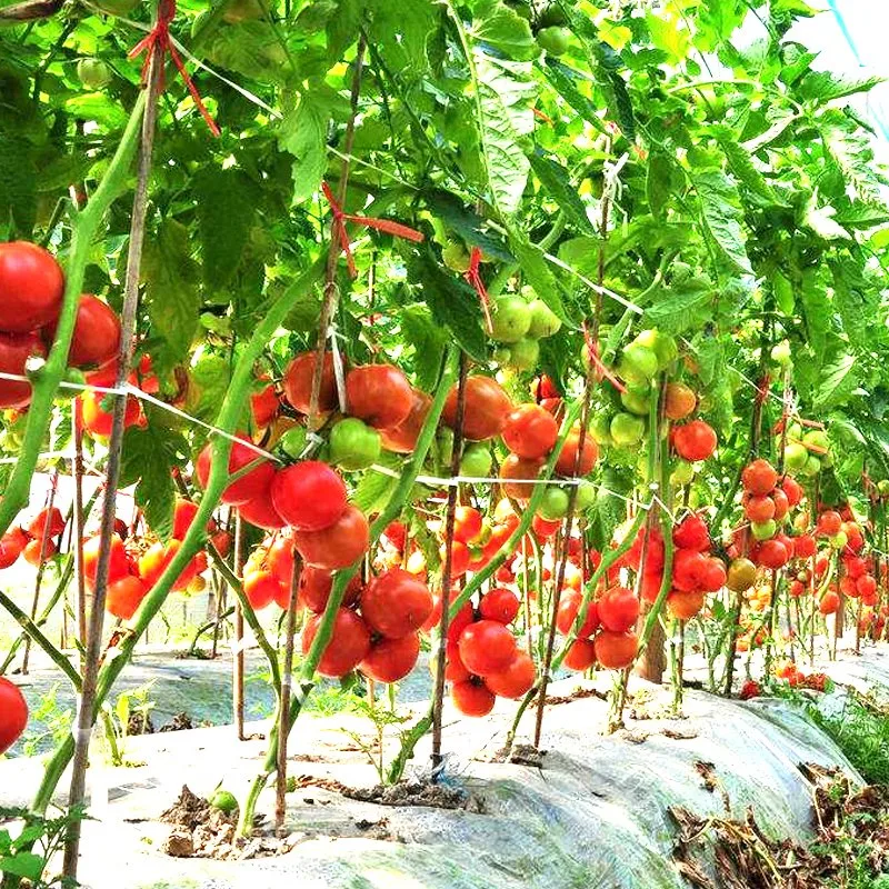 Multi Span Vegetal/Frutas/Flor/Granja/película de jardín/vidrio/PC Junta de invernadero con Rack Chat in Puerta