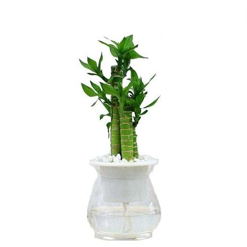 Wholesale/Supplier Nursery Indoor Decorative Wholesale/Supplier Natural Plant Lucky Bamboo Green Indoor Potted Green Plants Bonsai Hotsale