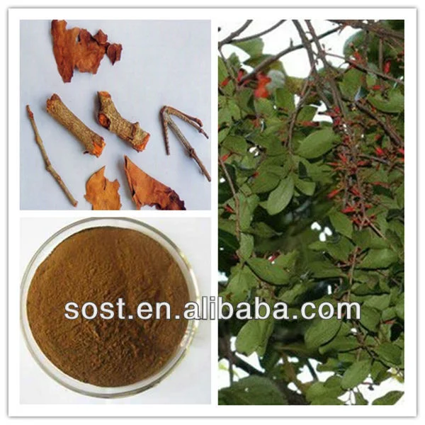 Herba Taxilli Chinese Taxillus Herb Extract