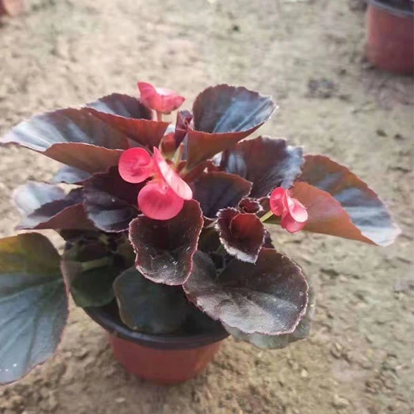 Touchhealthy Supply Begonia Semperflorens Seeds