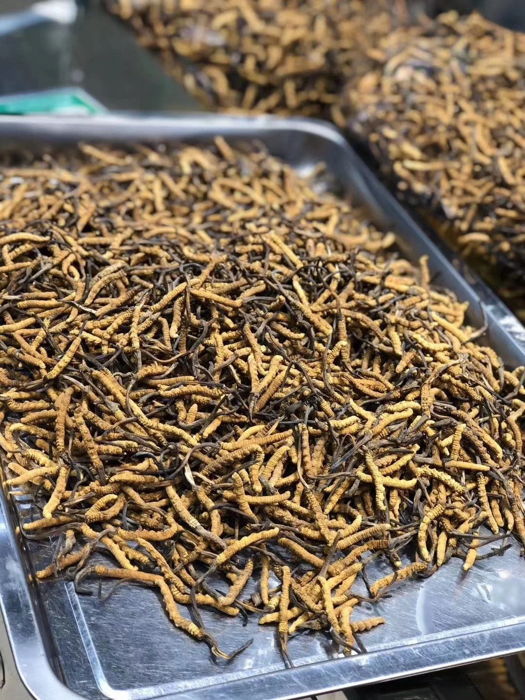 Dongchongxiacao 100% Pure Herbal chinois avec le bas prix meilleur Cordyceps