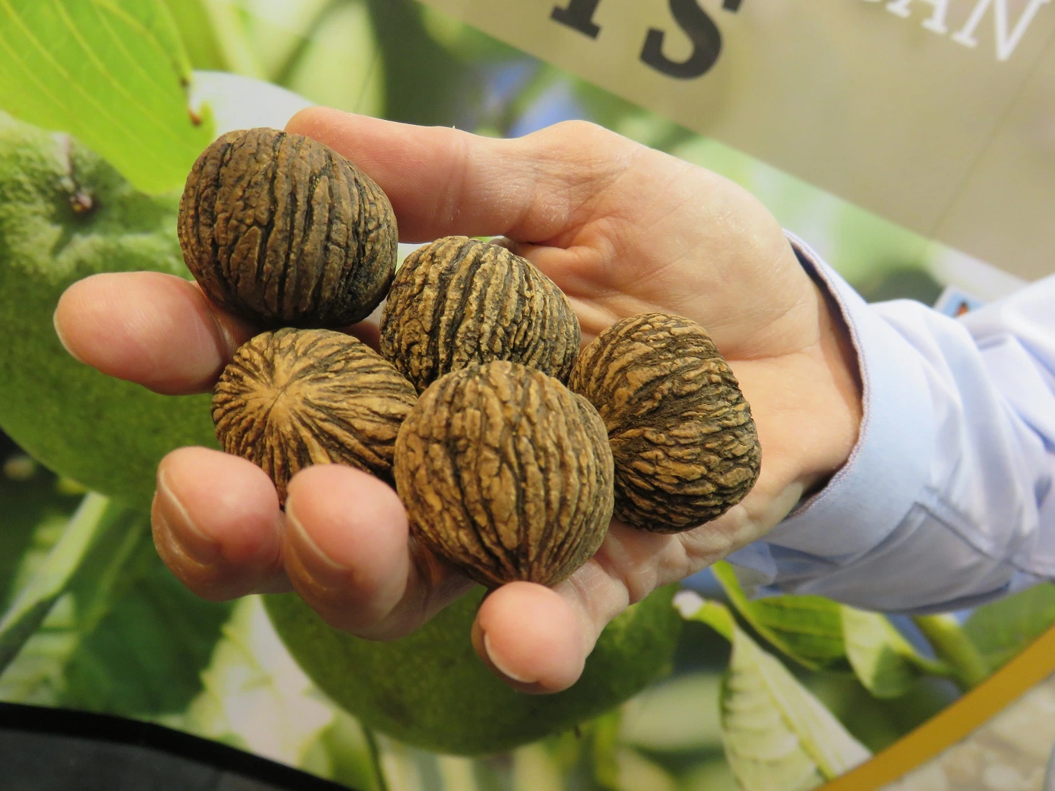 High quality/High cost performance 4: 1~20: 1 Walnut Leaf Extract &Juglans Regia Extract