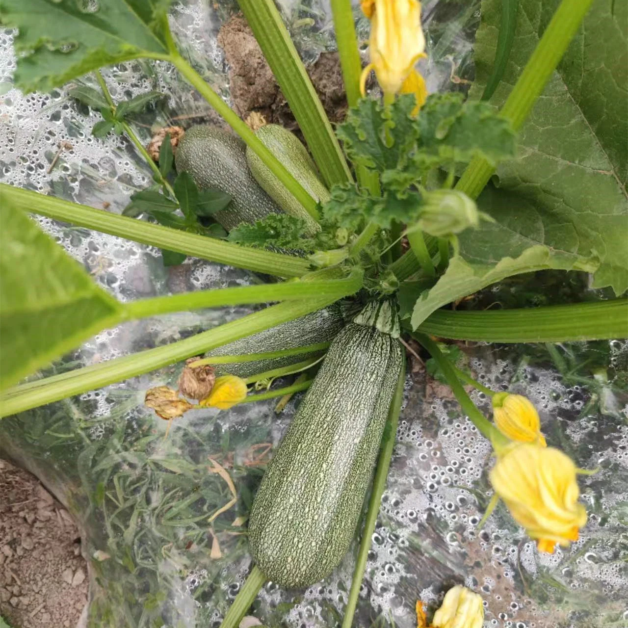 Fairy Valley Nouvelle race hybride F1 Black Peel Summer squash Seeds Zucchini graines pour la croissance- Dark Green Jade No. 1