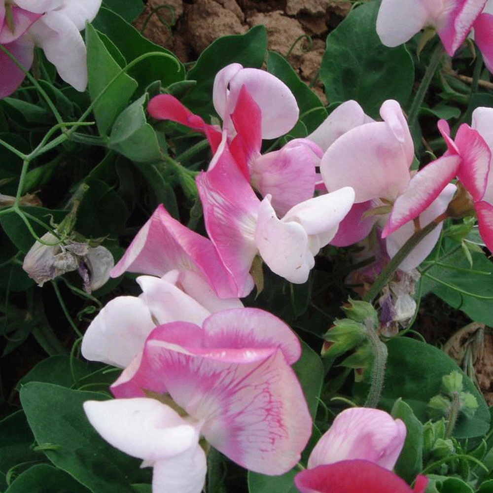 Alimentación Touchhealthy Lathyrus Odoratus semillas