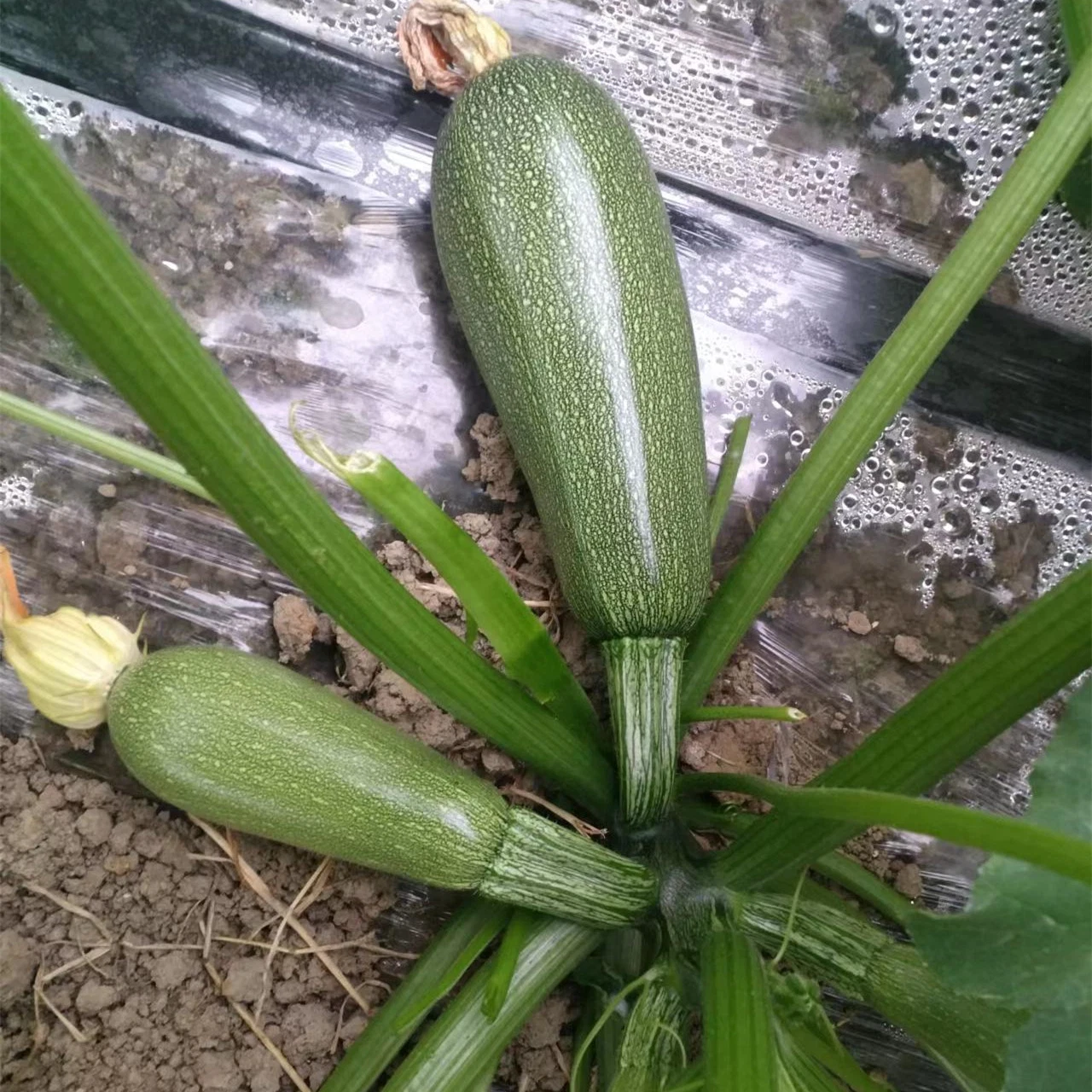 Fairy Valley New Breed Hybrid F1 Black Peel Summer Squash Seeds Zucchini Seeds for Growing- Dark Green Jade No. 1