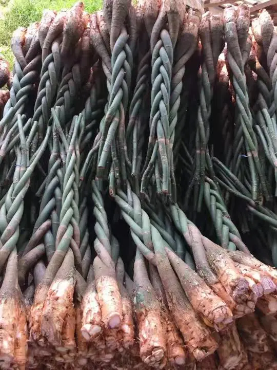 Best Quality Plant Bonsai Braided Pachira Tree Bring Good Luck & Money Home & Garden Decoration