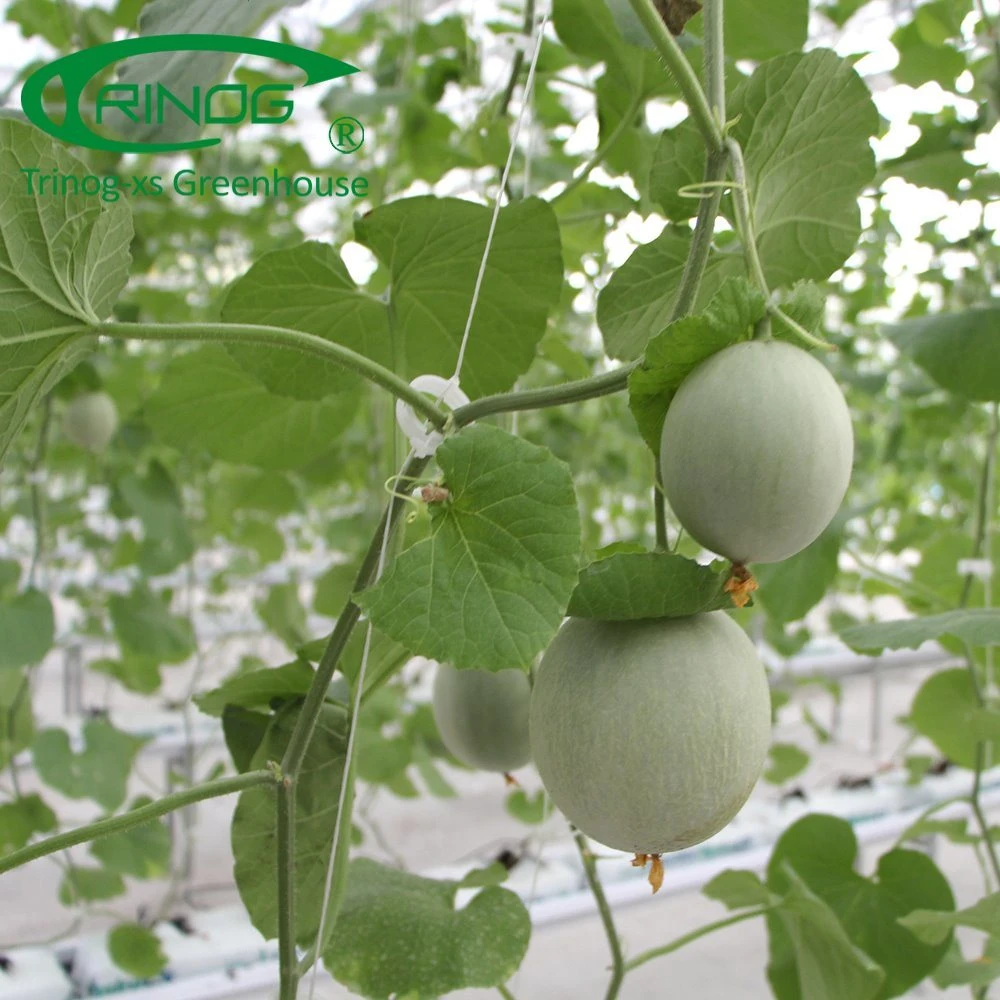 Wholesale/Supplier Cheap Best Multi-span Agricultural Cultivation Hydroponics System Greenhouse Film Cover