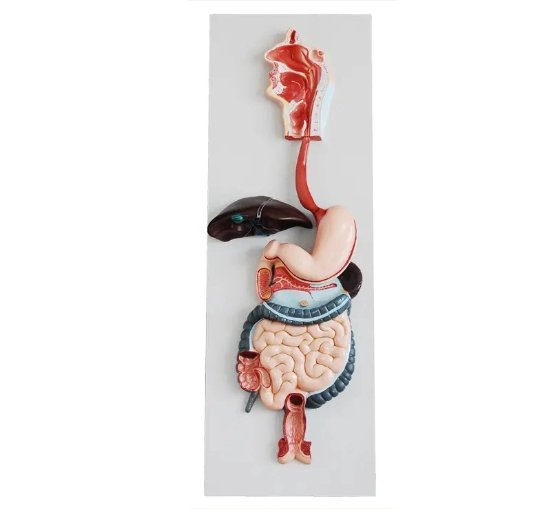 3D útero humano Modelo de desarrollo del crecimiento del feto