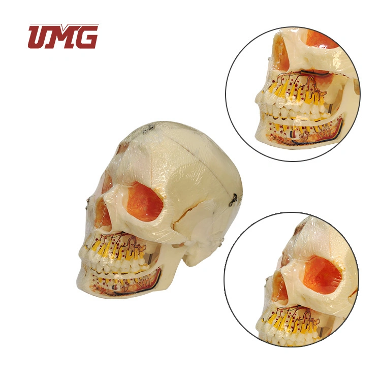 11 Partes Esqueleto Humano cráneo modelo anatómico