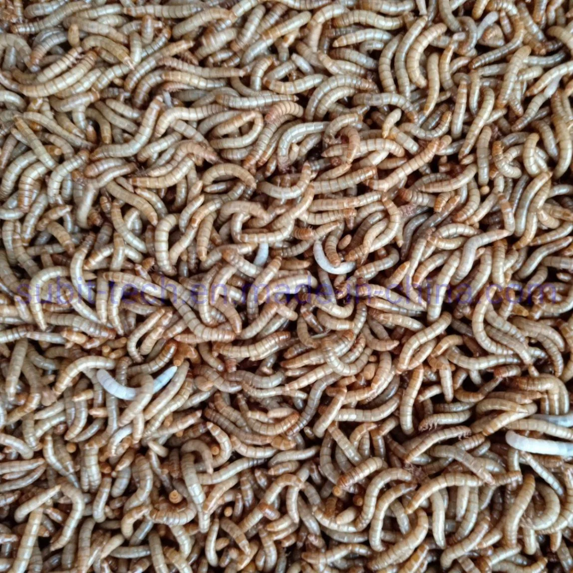 Machine de séchage de cabinet micro-ondes Mealworm Barley Worms