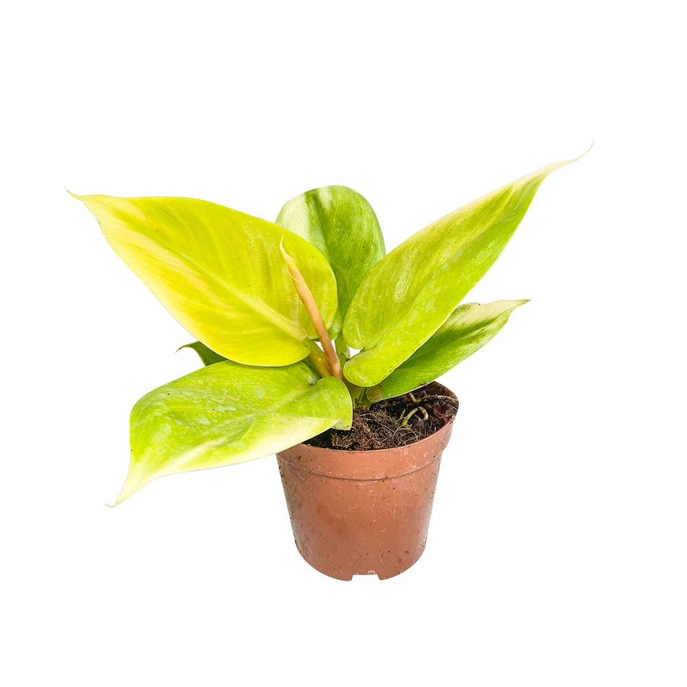 Philodendron Golden Beauty Plants Imperial Golden