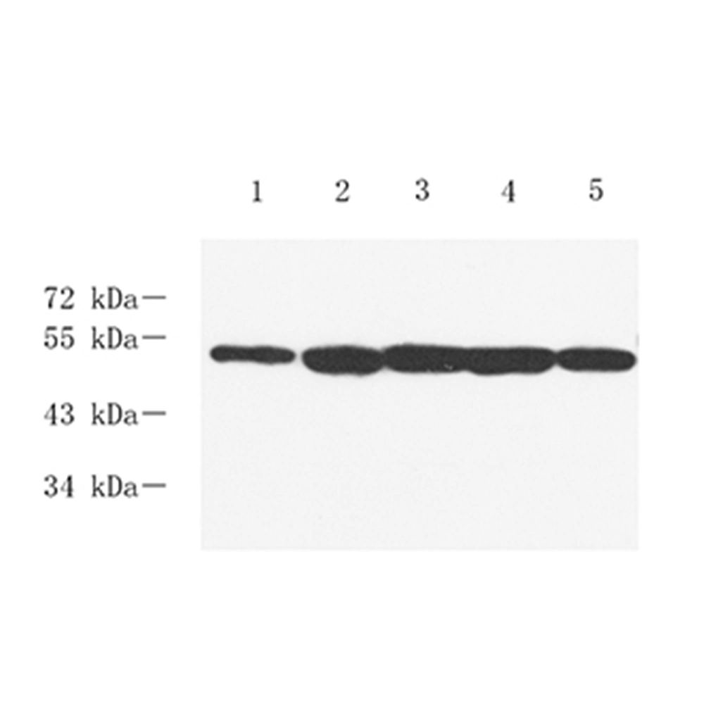 Anti -5HT1A conejo del receptor de anticuerpos policlonales principal