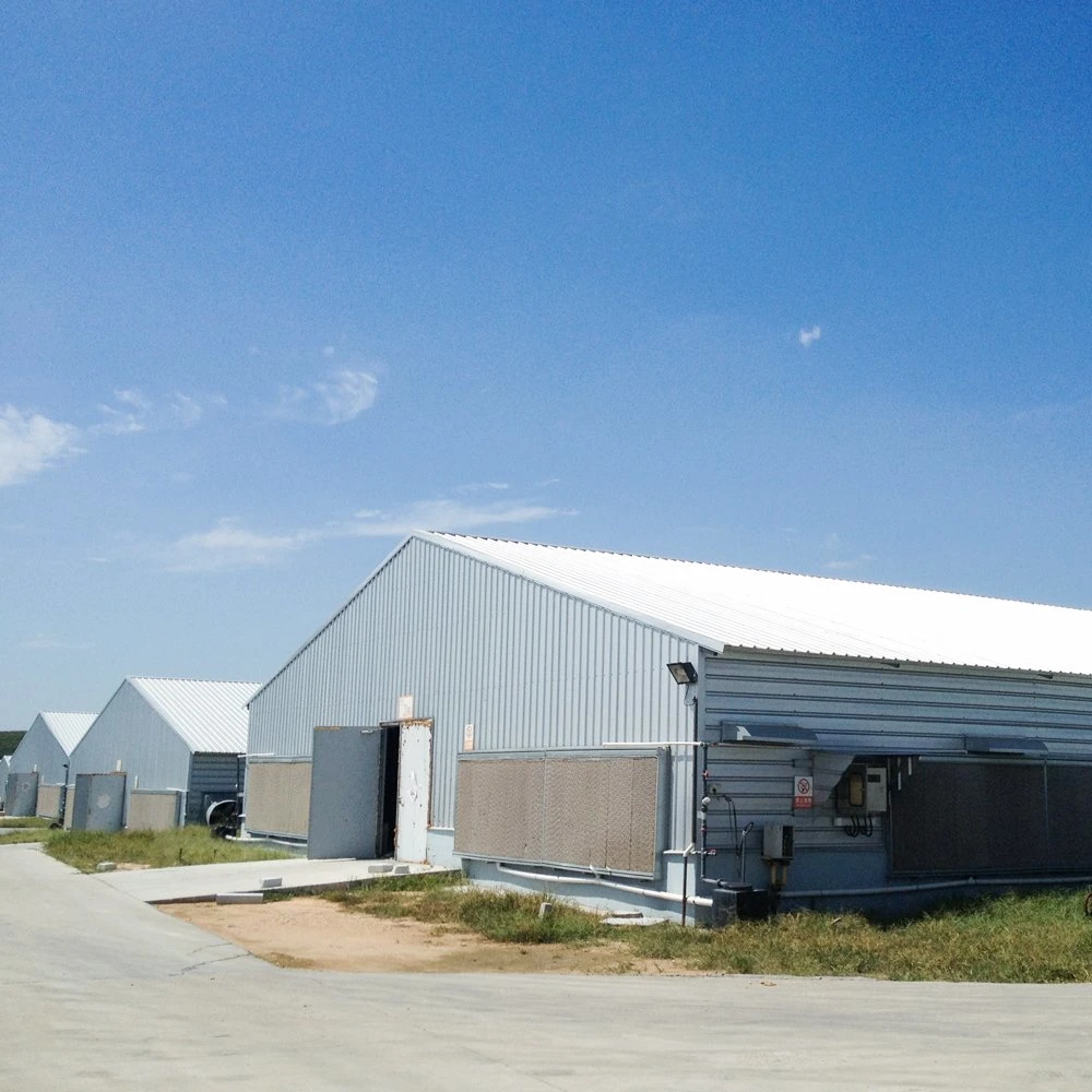 Prefabricated H Beam Steel Poultry House Poultry Farms From China