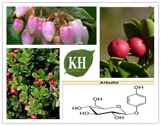 100% Natural Bearberry Leaf Extract Beta-Arbutin