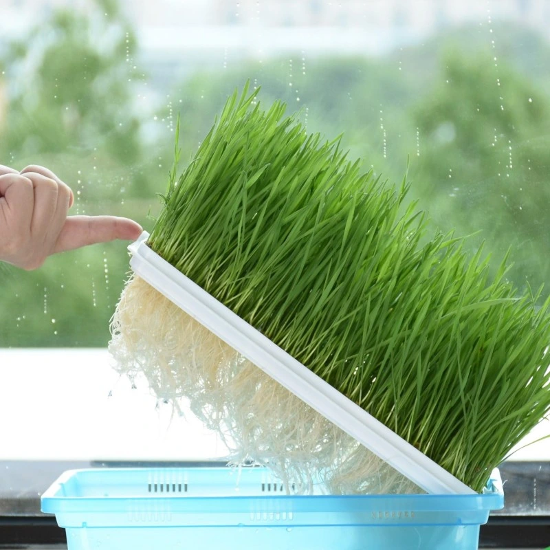 Kinpack Seed Sprout Tray Wheat Grass catnipp Riscnip Box Pet حاوية زراعة العشب من Cat منتجات الحيوانات الأليفة الحديثة