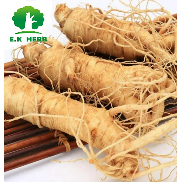 E. K de la fábrica de hierbas 100% naturales de alimentación de alta calidad de Panax ginseng Extracto de raíz de un 80% Ginsenosides Ginsenoside Panaxosides polvo de raíz