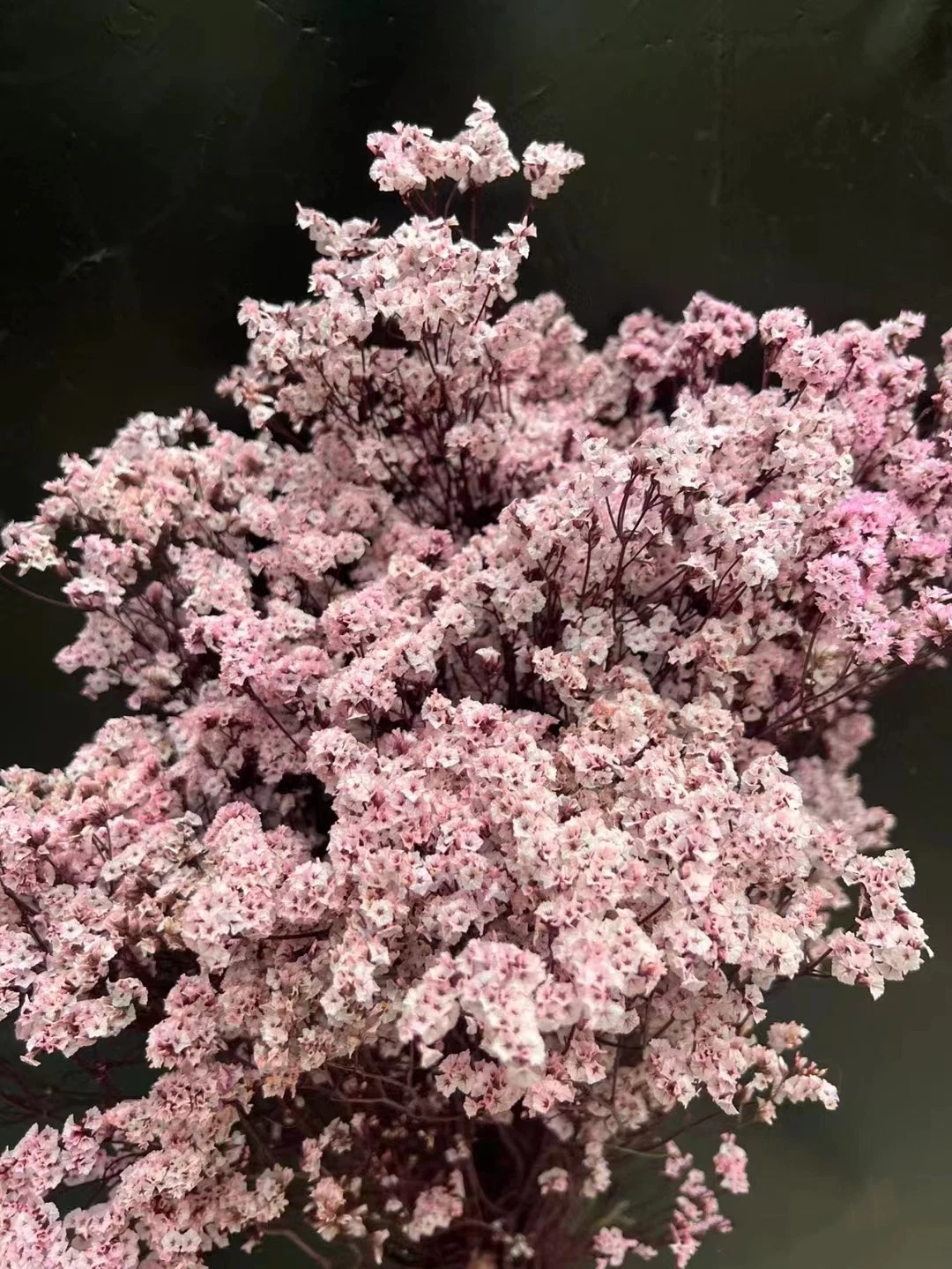 Wholesale Premium Fresh Limonium Flower for Wedding Flower