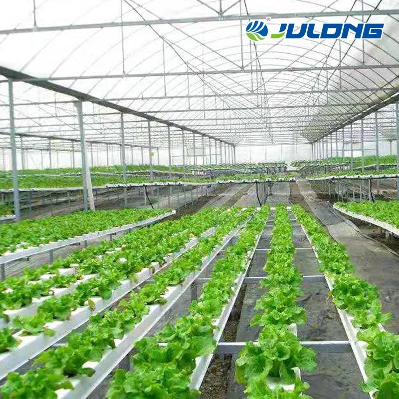 Venlo Type Polycarbonate Greenhouse with Hydroponics System for Flower/Vegetable/Fruit Growing