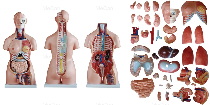 Heißer Verkauf 20 Teile 18 Mekannisch Pädagogische Menschliche Körper Anatomie Torso-Modell