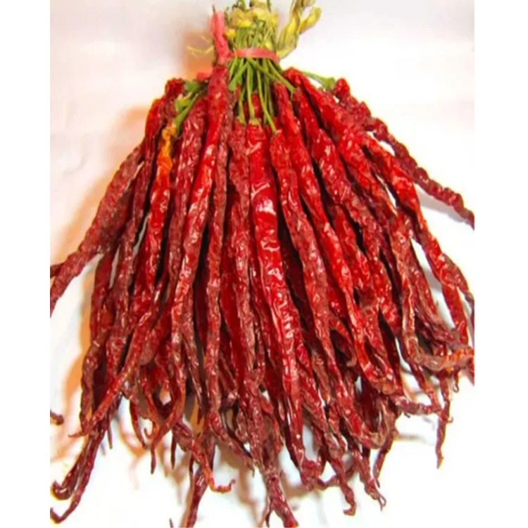 Proveedor de oro de Red Chili Dried