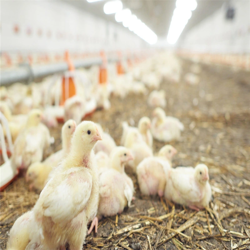 Galvanisé préfabriqués ensemble complet d'alimentation automatique du système ferme avicole de poulet