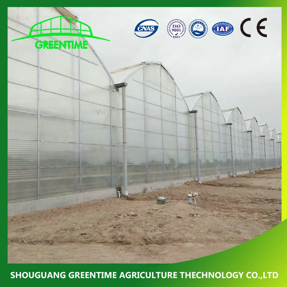 Commercial/Agricultural Solar PC Sheet/Polycarbonate Sheet Greenhouse with Hydroponic System