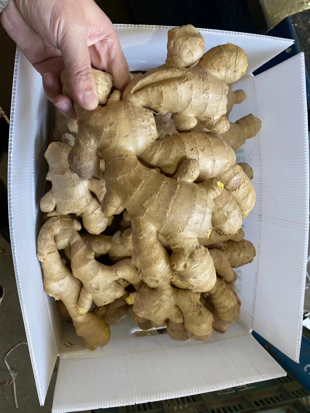 Chinese Mature Ginger Sold Directly From The Factory