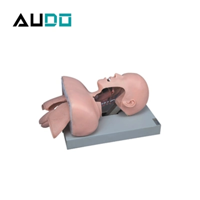 Ame-50 Trachea Intubation Training Model