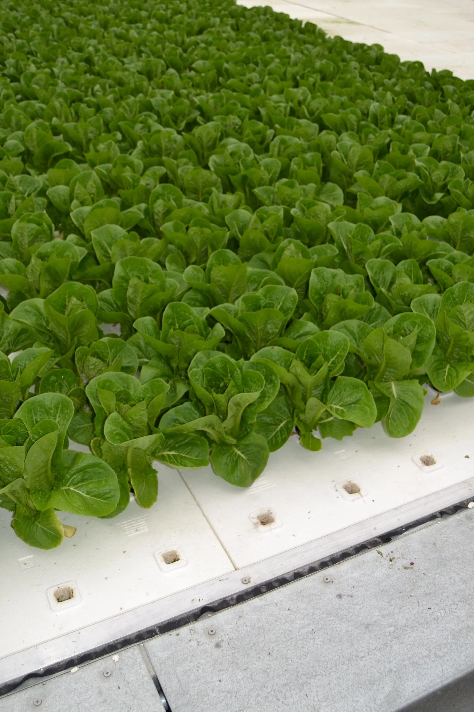 Hydroponic Floating Pad Aquaponics Growing Floating Plate Hydroponic Floating Raft for Planting Vegetable