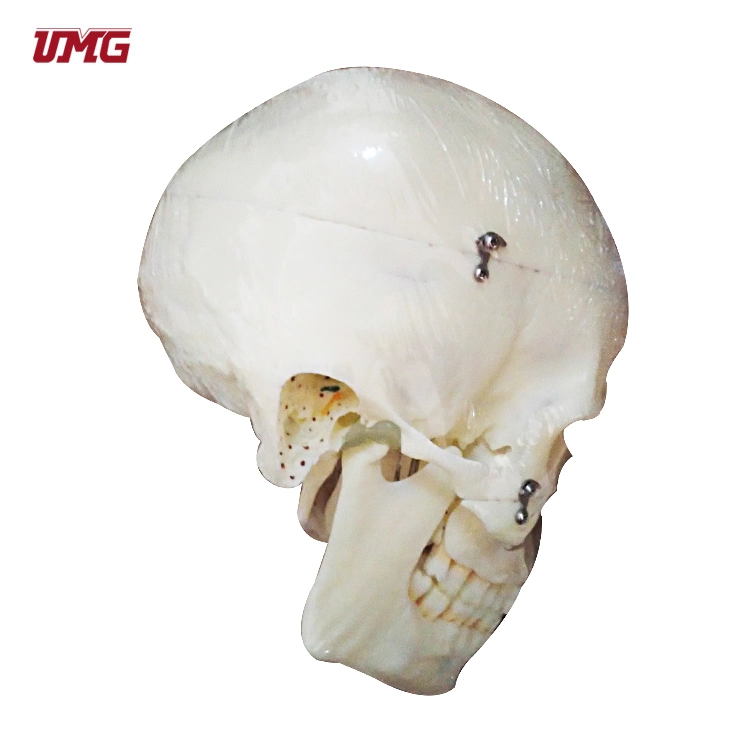 10 Parts Skull Anatomical Demonstration Model with Sinuses